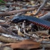 Pakobra cervenobricha - Pseudechis porphyriacus - Red-bellied Black Snake o5619